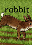 Rabbit